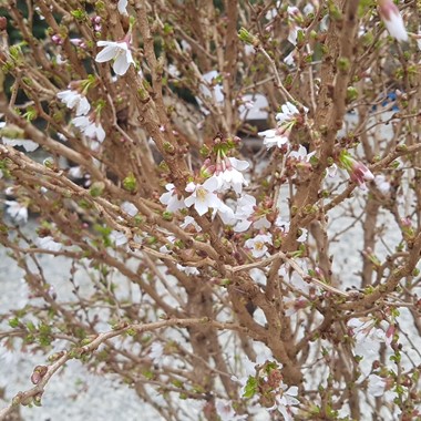 Prunus incisa 'Kojo-no-mai'